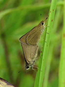 Swarthy Skipper
mating pair